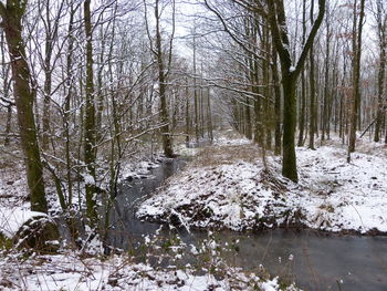 Bare trees in forest during winter