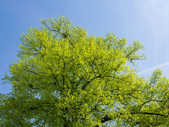 Low angle view of tree against blue sky