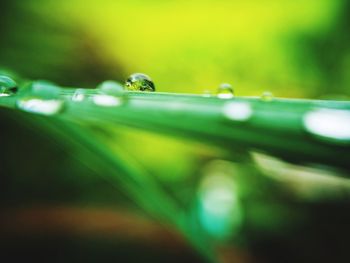 Close-up of water drop on leaf