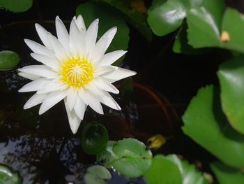 Close-up of lotus water lily in pond