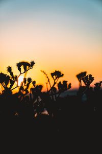 Silhouette plants on field against clear sky during sunset