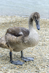 Close-up of duck