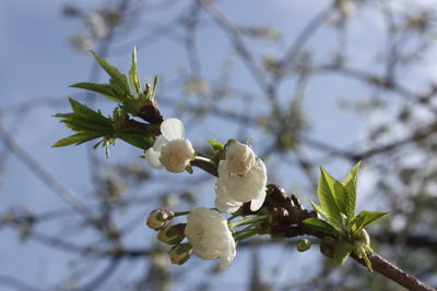 Close-up of white cherry blossom tree