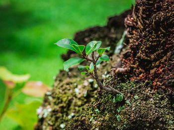 Close-up of leaves on tree trunk