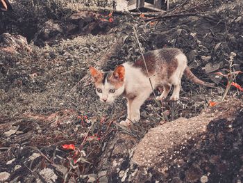 High angle view of cat on field