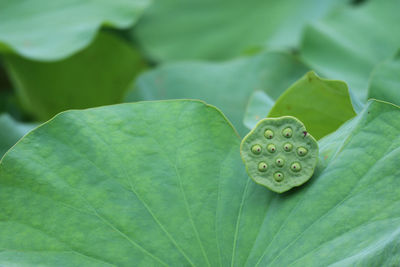 Close-up of green leaves on plant