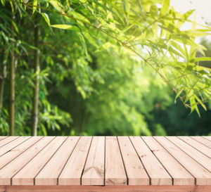 Close-up of wooden bench in forest