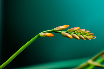 Close-up of flower buds