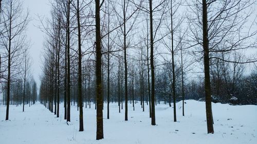 Trees on snow covered landscape