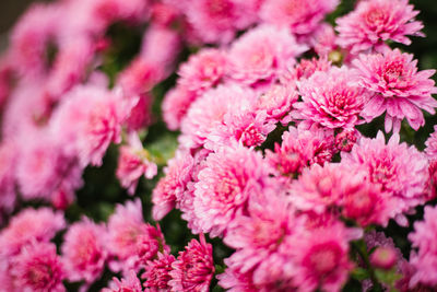 Small pink chrysanthemums or daisies grow in a flowerbed as a fluffy bush. autumn background.