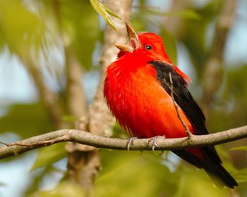 Close-up of bird perching on branch