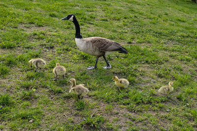 Ducks on a field