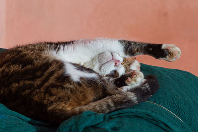 Close-up of cat sleeping on bed