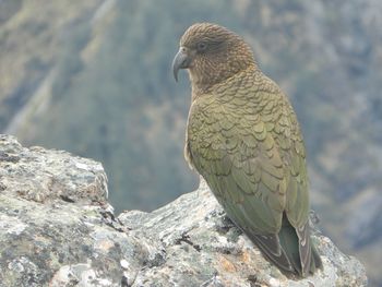 Close up of bird on rock