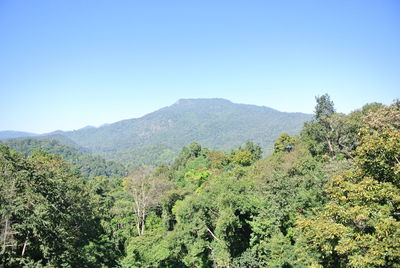 Scenic view of forest against clear sky