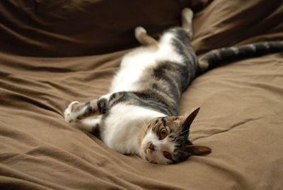 Cat sleeping on bed at home