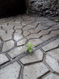 Plant growing on footpath