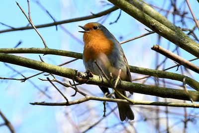Low angle view of bird perching on tree against sky
