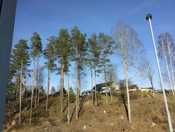 Low angle view of trees on field against sky