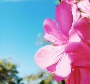 Close-up of pink flower blooming against sky