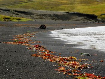 Scenic view of beach