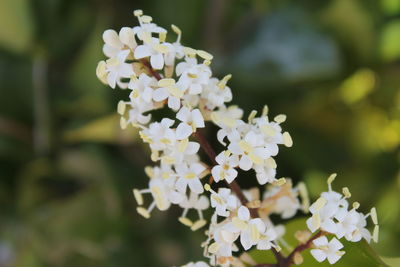 Close-up of white flowering plant