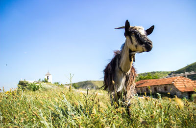Goat standing on grassy field against sky during sunny day