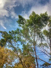 Low angle view of trees against sky