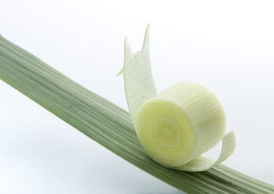 Close-up of fresh green leaves against white background