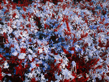 Full frame shot of flowering plants during winter