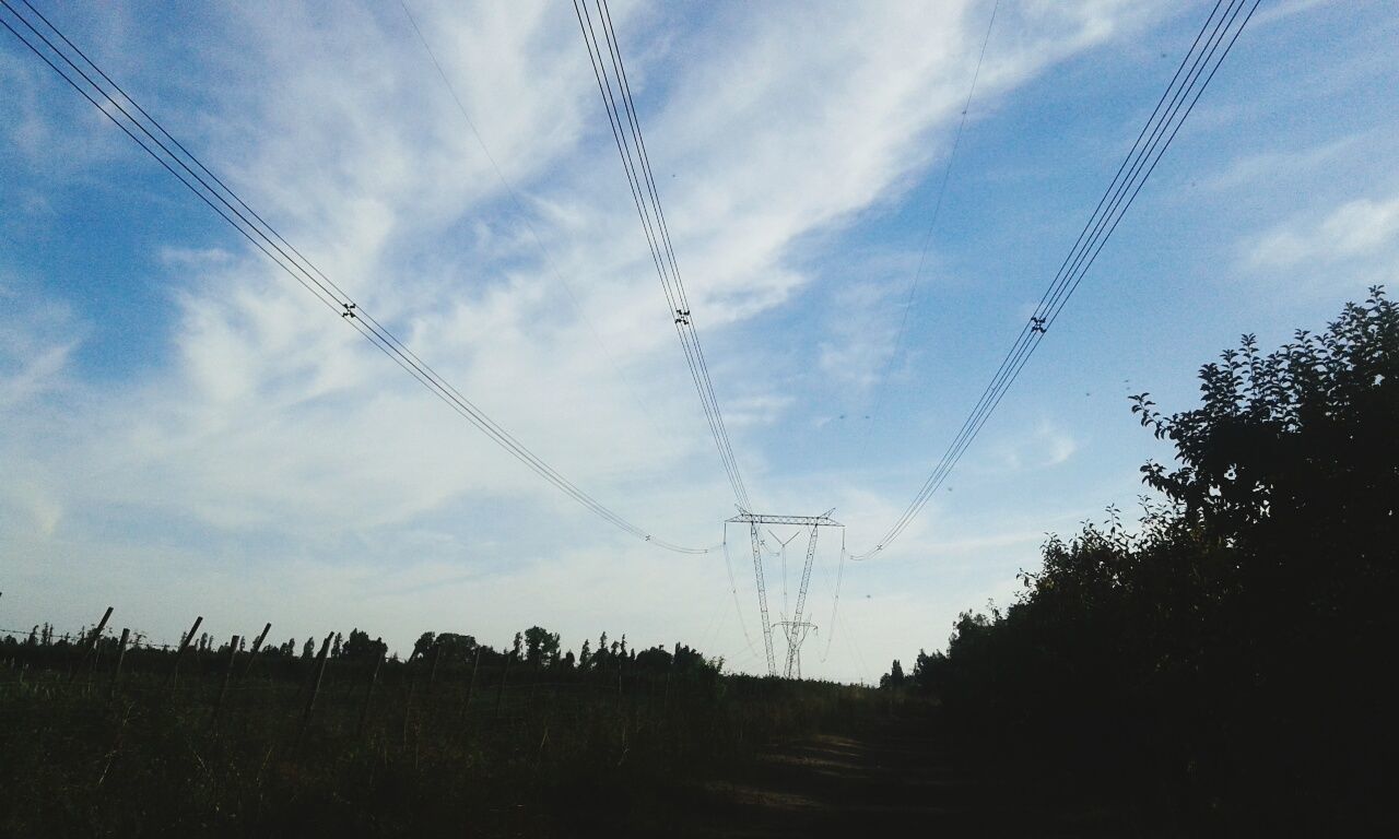 LOW ANGLE VIEW OF TREES AND SKY