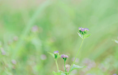 Close-up of purple flower