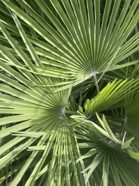 Full frame shot of palm tree