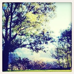 Scenic view of trees against sky