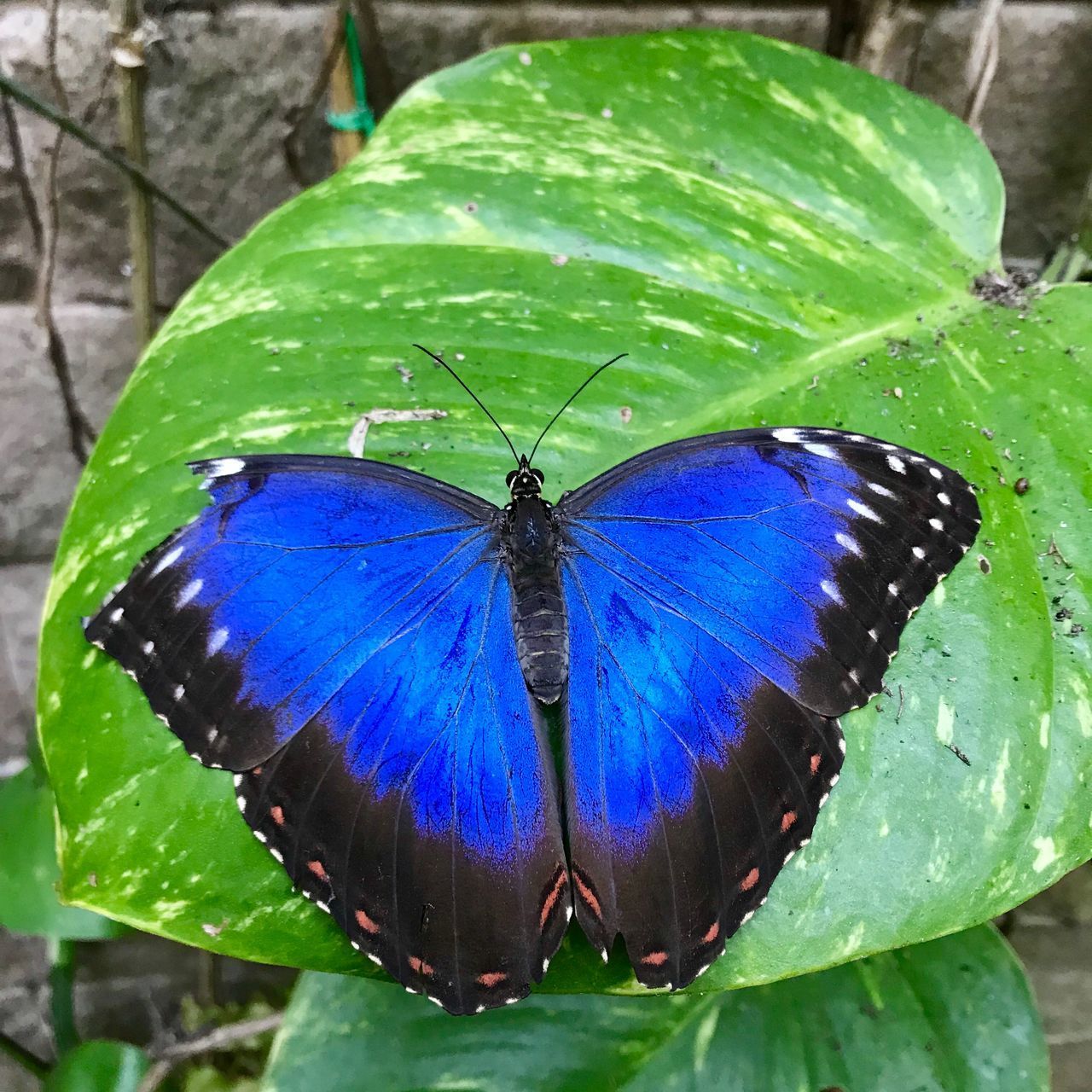 CLOSE-UP OF BUTTERFLY ON LEAVES