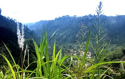 Plants growing on land against sky