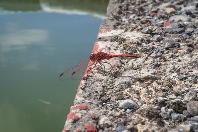 Close-up of insect on rock