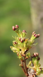 Close-up of red flowering plant