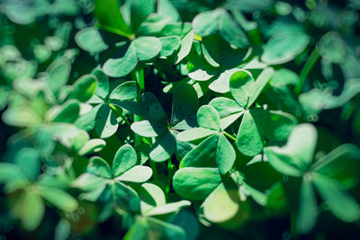 Defocused green shamrock nature background. fresh juicy green leafs of oxalis, shamrock, trefoil. 