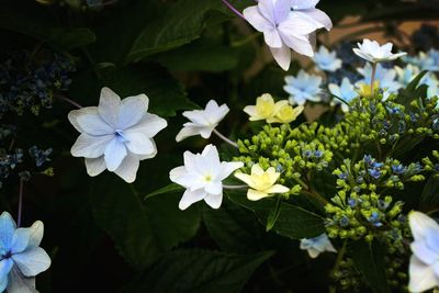 Close-up of purple flowers