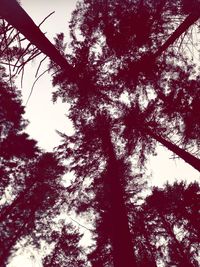 Low angle view of tree against sky