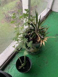 High angle view of potted plant on window