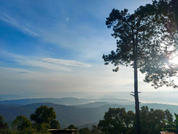 Low angle view of trees against sky