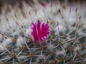 Close-up of pink flowering plants on field