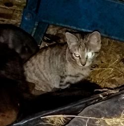 Portrait of cat relaxing on floor