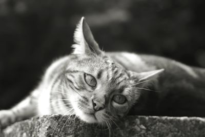 Close-up portrait of cat