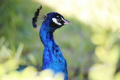 Close-up portrait of a peacock