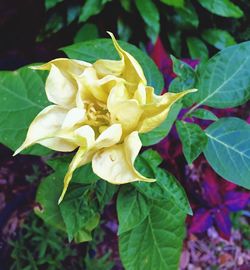 Close-up of yellow flower