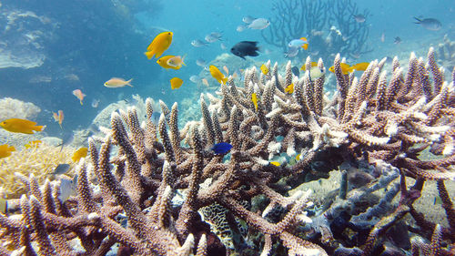Tropical fishes on coral reef, underwater scene. leyte, philippines.