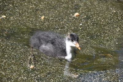 Young coot swimming in lake